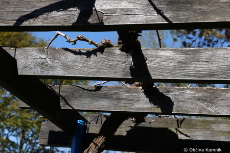 Rez kamniške trte, ki je potomka najstarejše vinske trte (15)